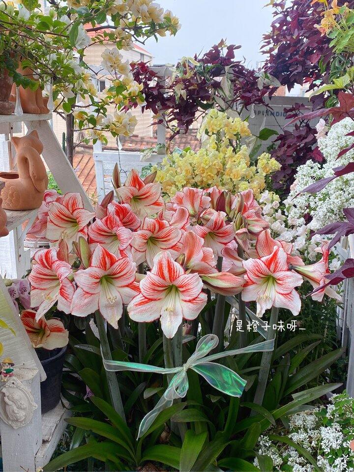 23年年底一起买的朱顶红圆舞曲群开了