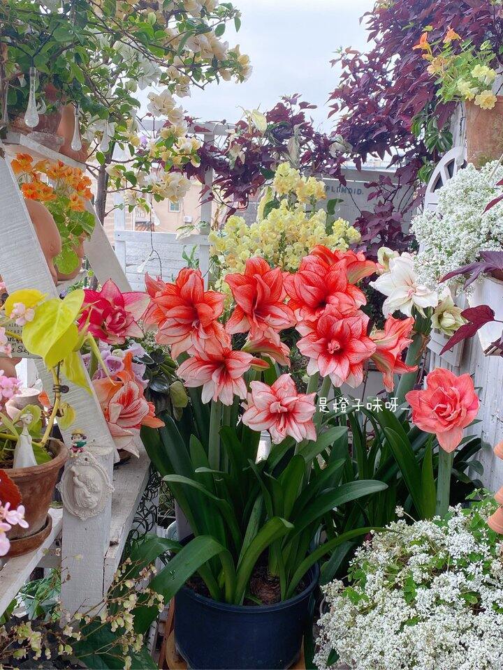 鬼魅不愧是当年被炒起来的品种