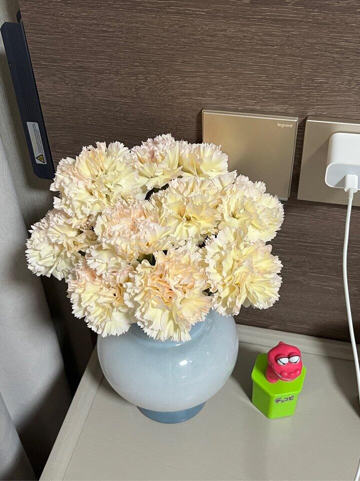 康乃馨真的是超长待机