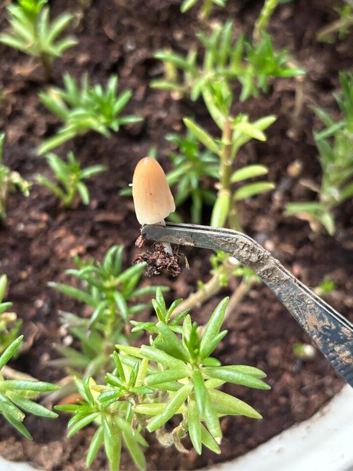 买的土好像不太行，长蘑菇了