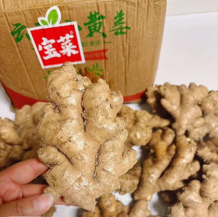 小黄姜🫚