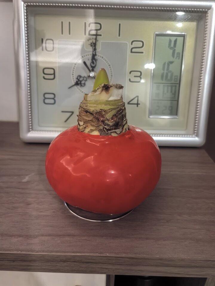 朱顶红就是这世界上最省心的花！