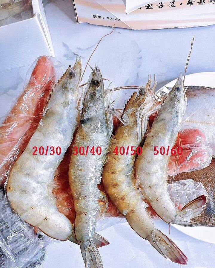 鲜京采厄瓜多尔白虾