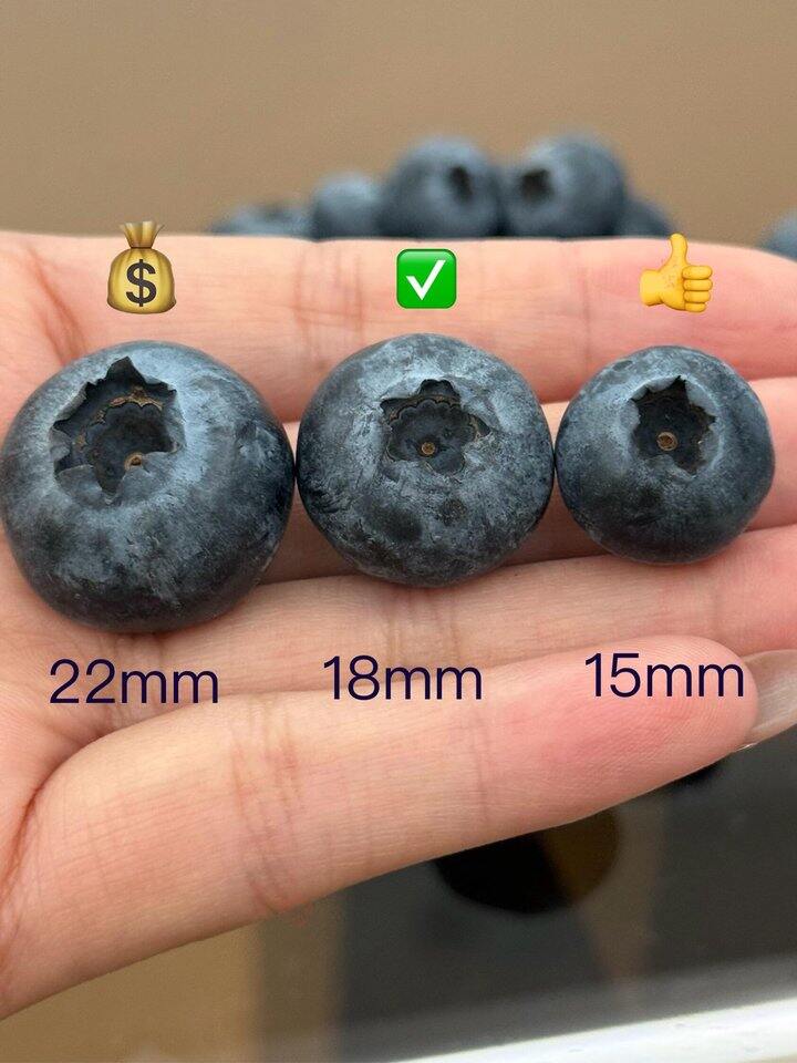 云南蓝莓大果！💰5+