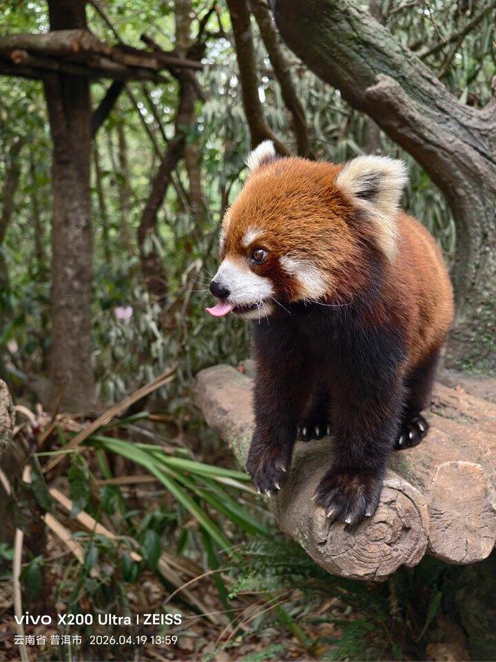 西双版纳-普洱遛娃