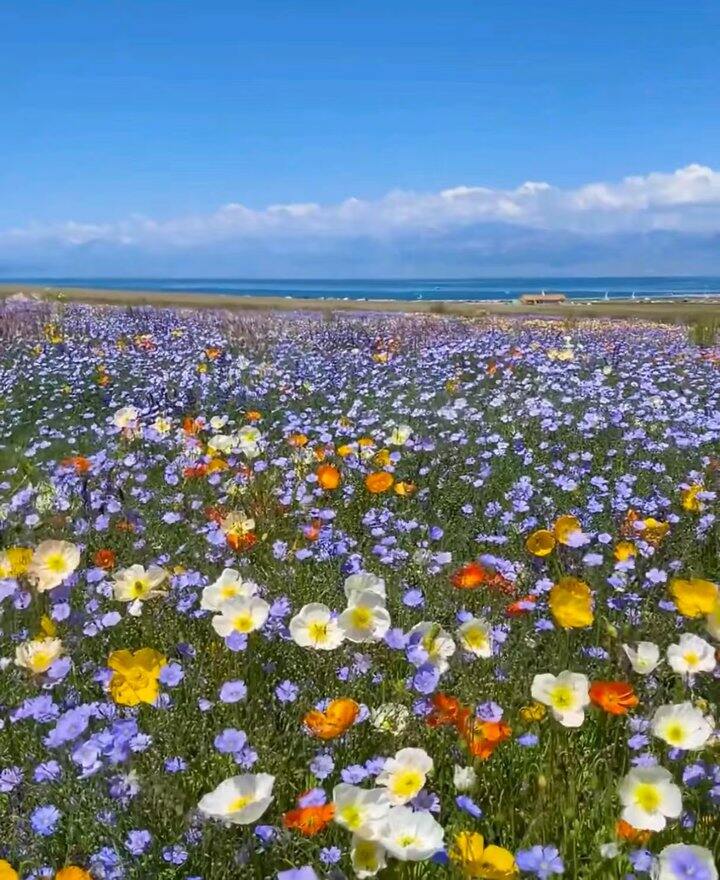 求推荐新疆当地的小团，急急急