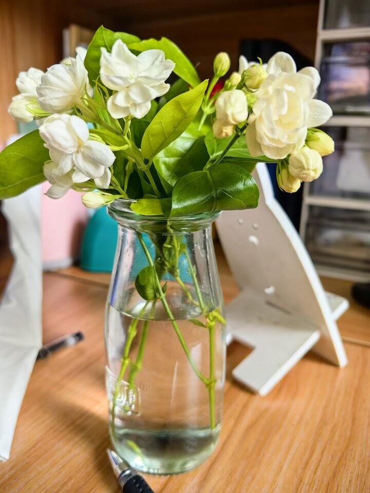 芬芳美丽满枝桠，又香又白人人夸