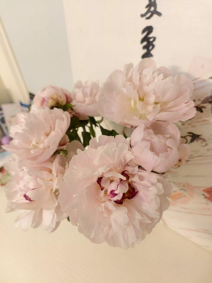 芍药开了