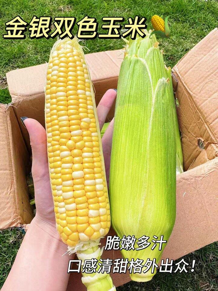 佳农 宝菜金银双色玉米💰3.1/斤！这个玉米🌽好吃！