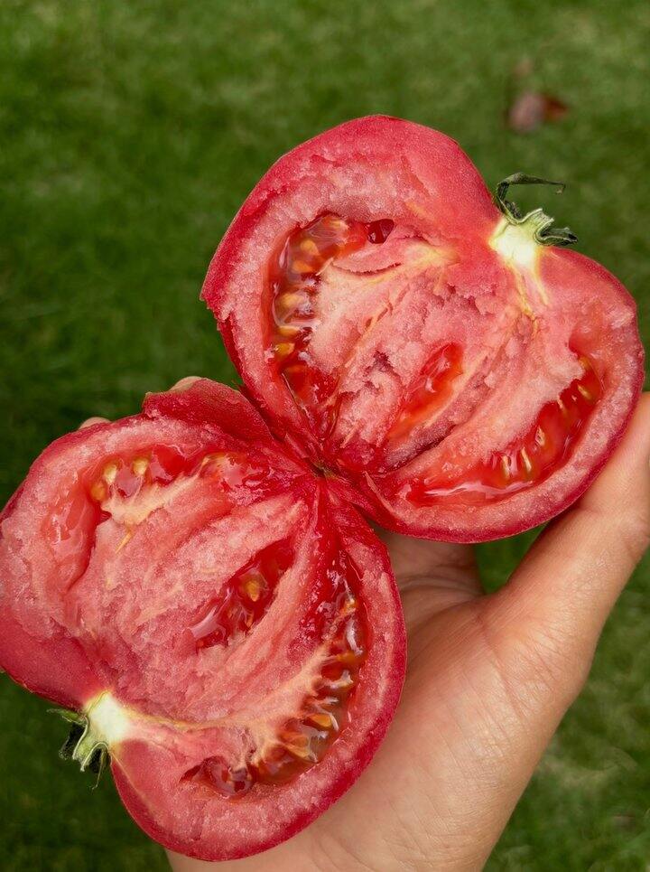 🍅沙瓤西红柿！💰1+