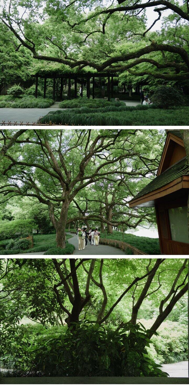溺在绿里