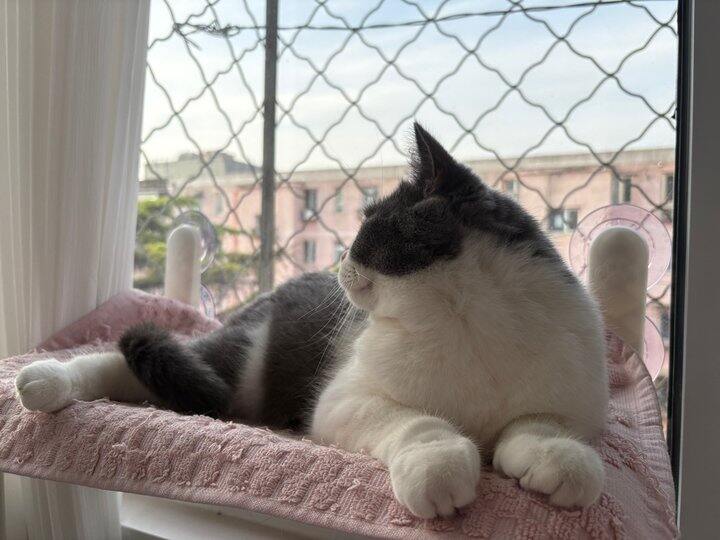 给猫咪晒太阳用