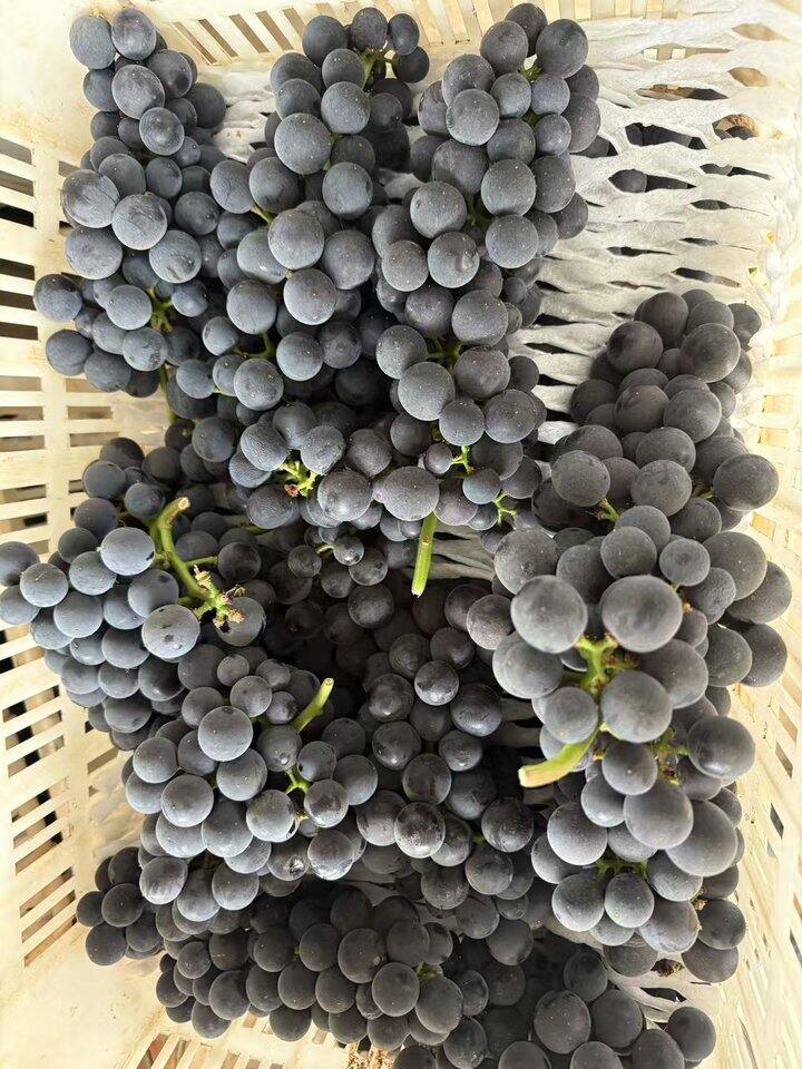 云南夏黑🍇