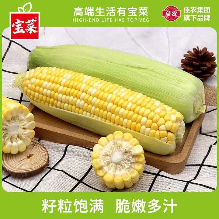 15.9 宝菜 金银水果玉米 净重5斤