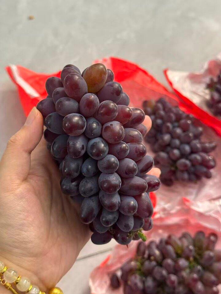 京鲜生 云南茉莉香葡萄🍇