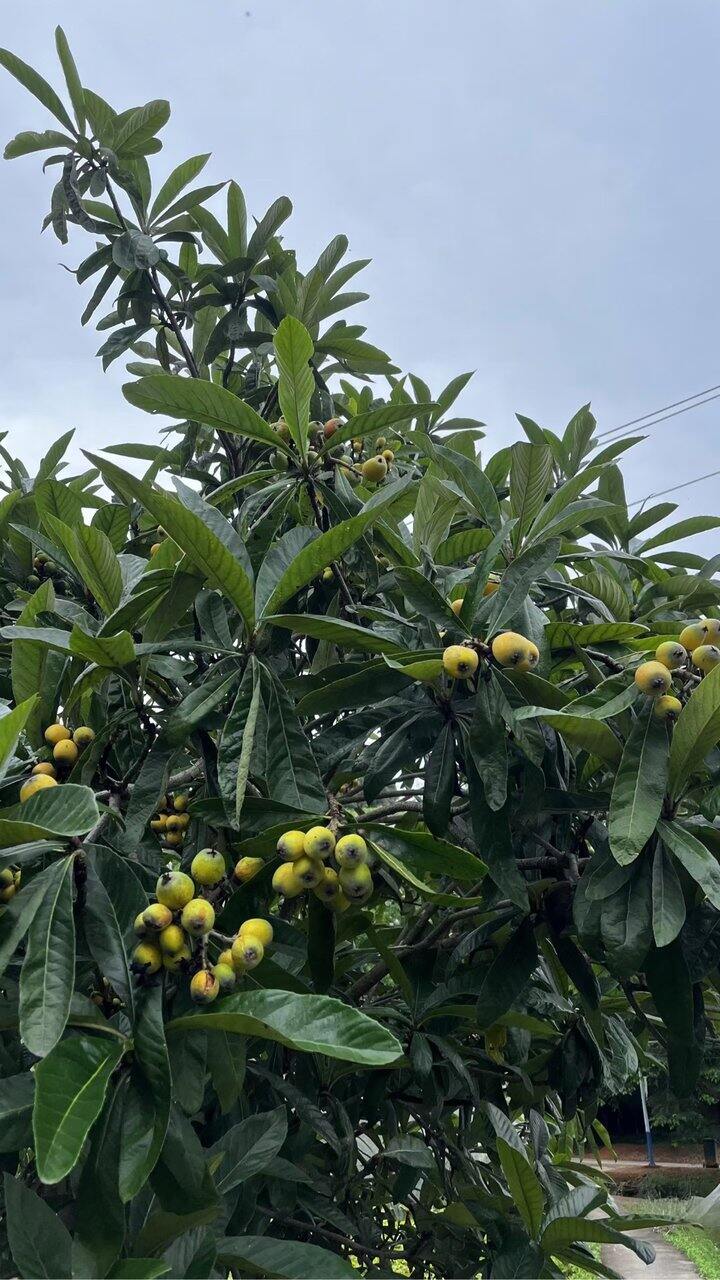 果园溜达一圈
