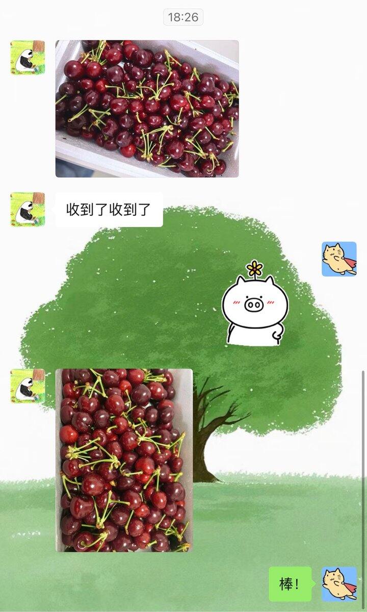 耐运输的樱桃，先锋