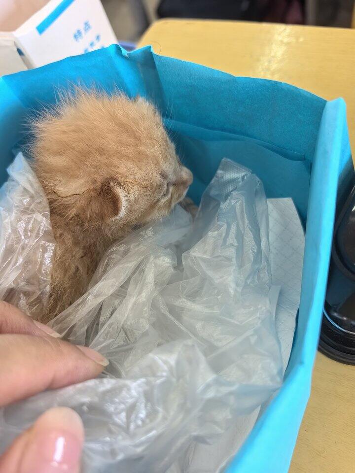 20260506苏老师的日记之小猫风波