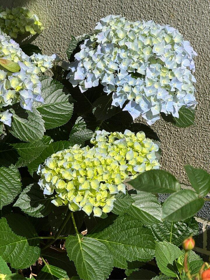最近开的花