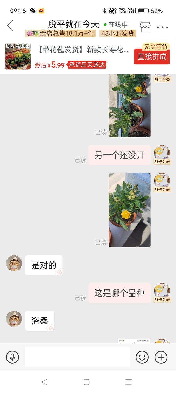 长寿花
