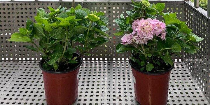 开花啦啦啦~