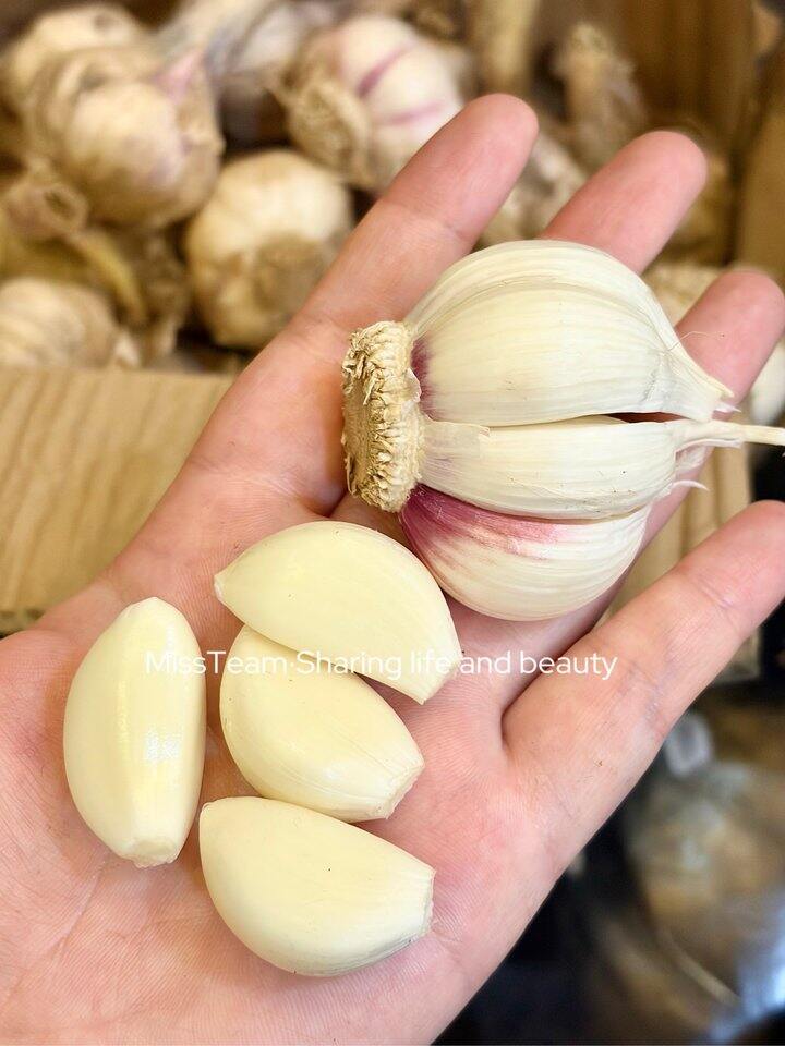紫红皮鲜蒜！💰2