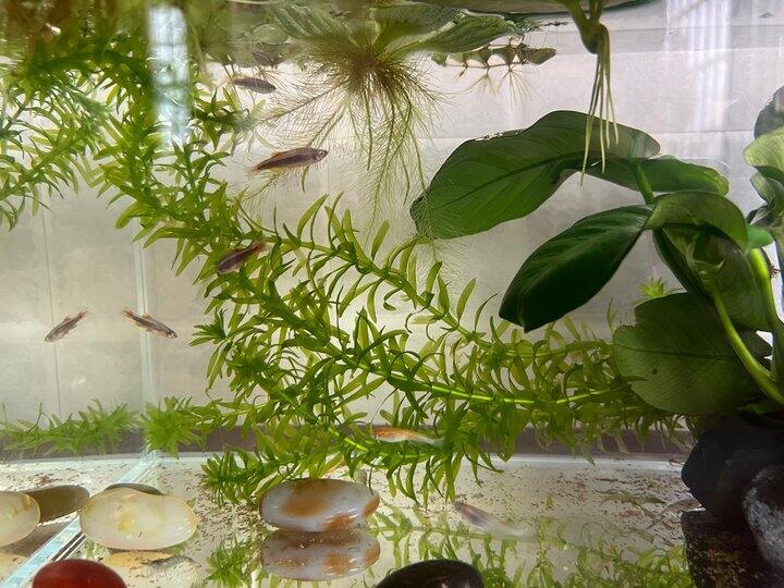 新手开缸⚱️养鱼or养草🌿