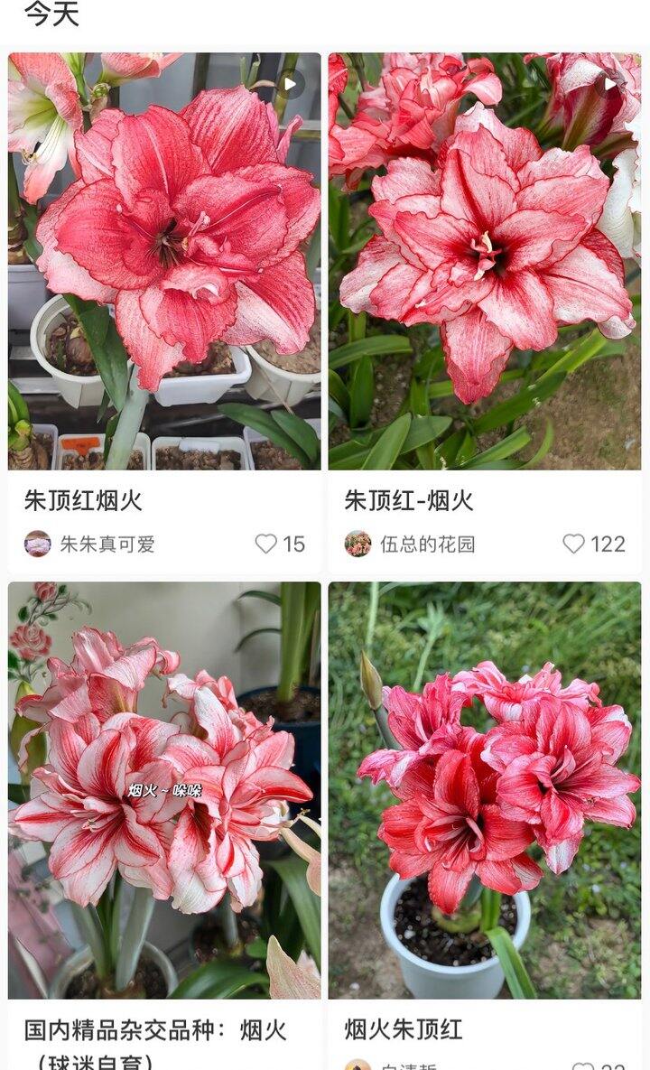 朱顶红烟火