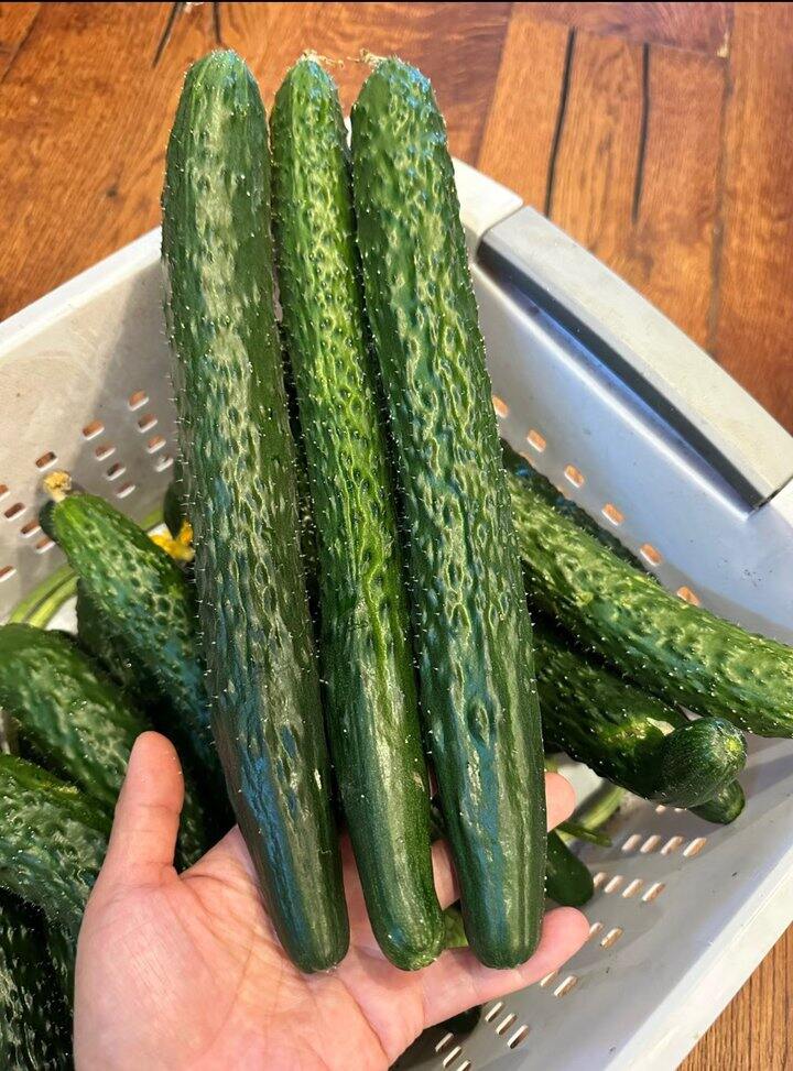 水果黄瓜🥒限时买一送一