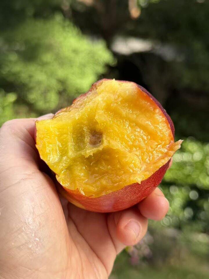 黄油桃