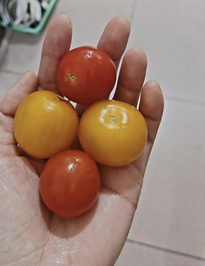 一颗大番茄
