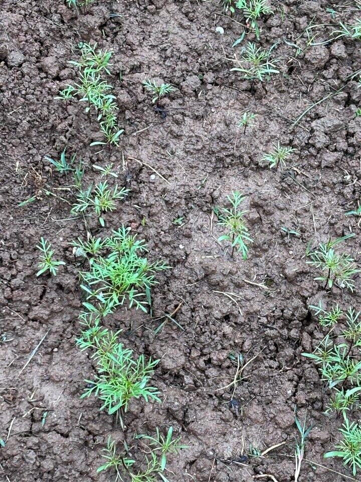 4月种的格桑花开出了很多花