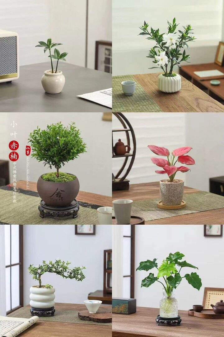 八芽园艺盆栽合集，7+起的盆栽🪴