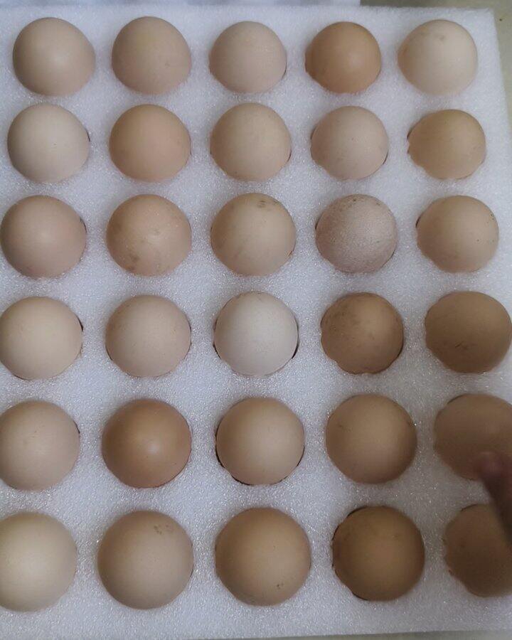 天热不要网购鸡蛋