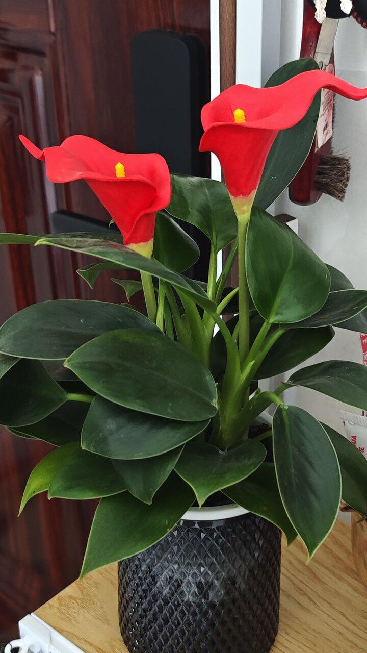 谁能想到实体花店能买到假花