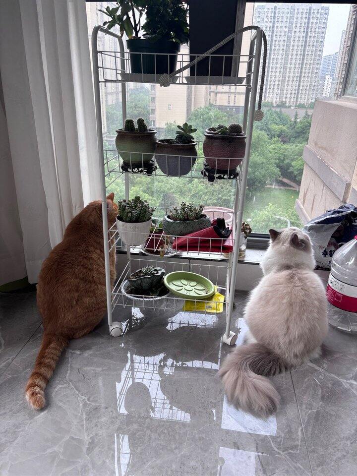 怎么不算儿女双全呢