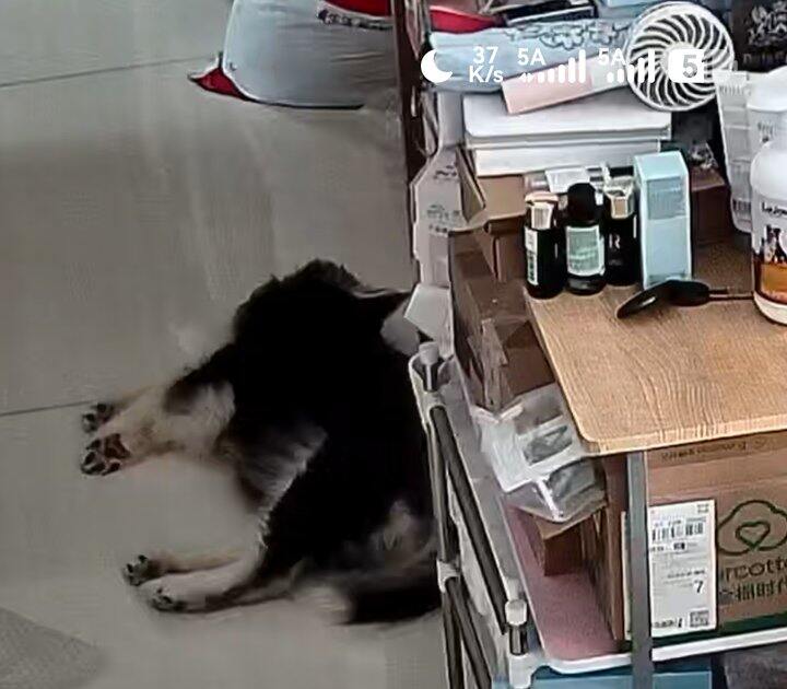 我成分离焦虑了