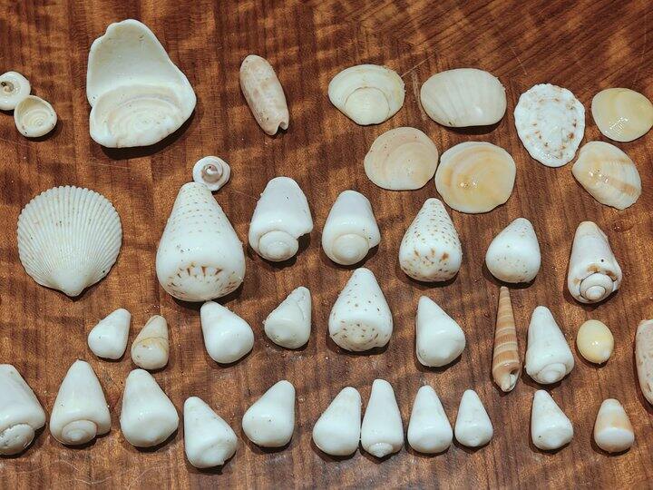 捡贝壳/海螺🐚