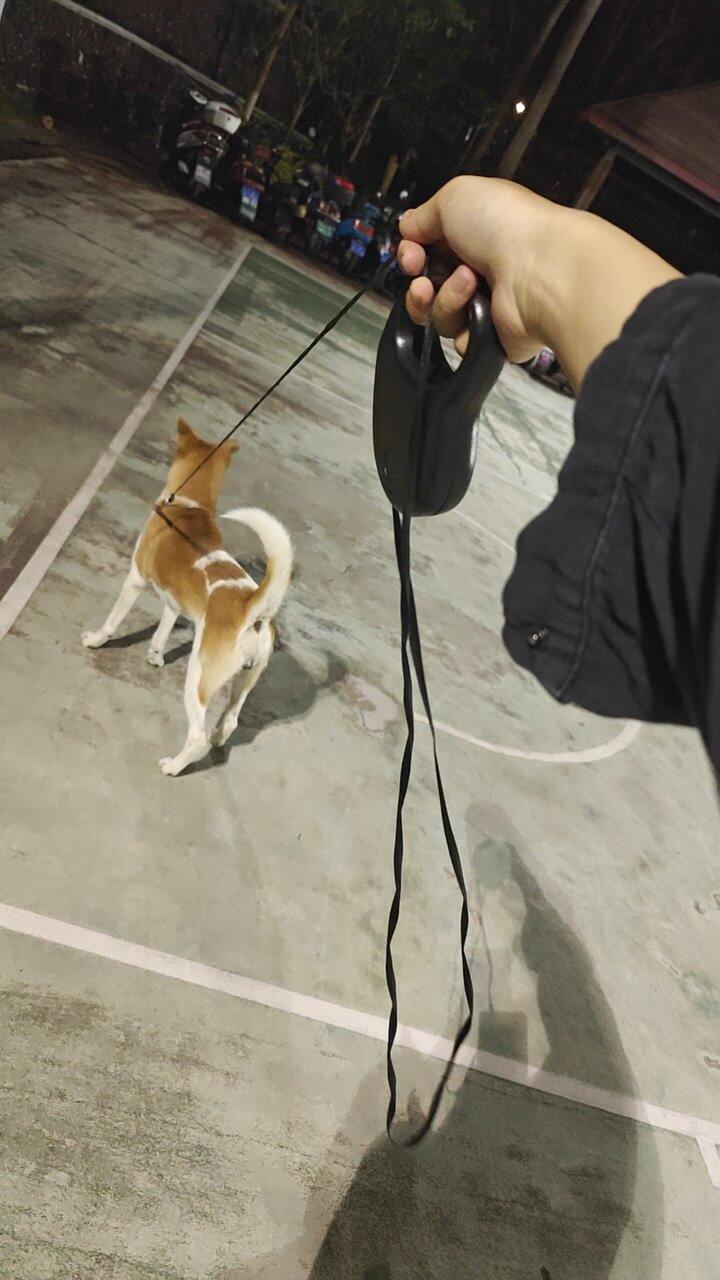 疯狂小狗