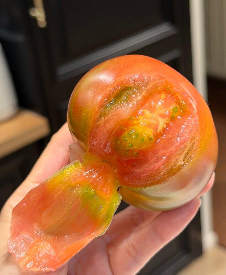 铁皮西红柿🍅
