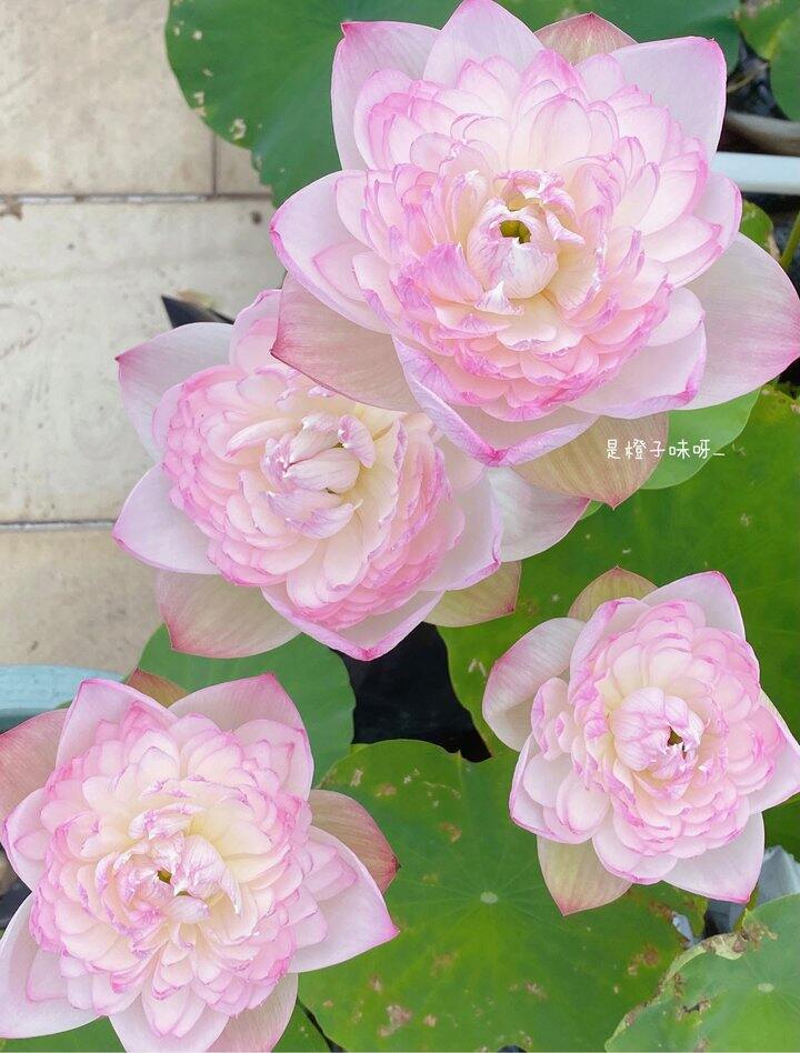 碗莲  巨无霸