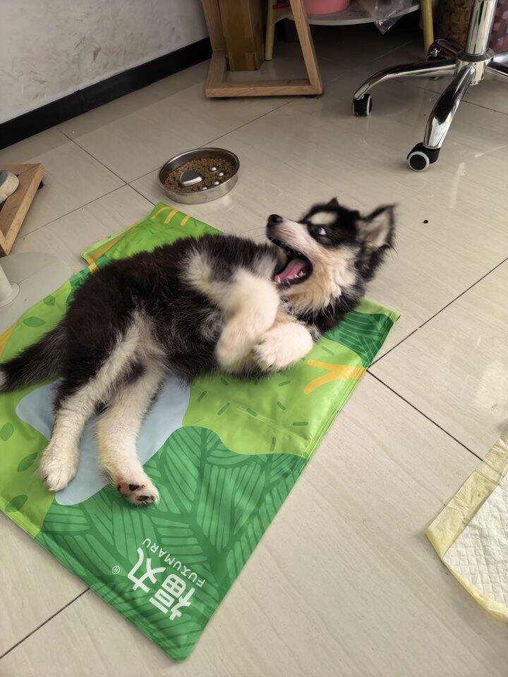 见风长得修狗🐶
