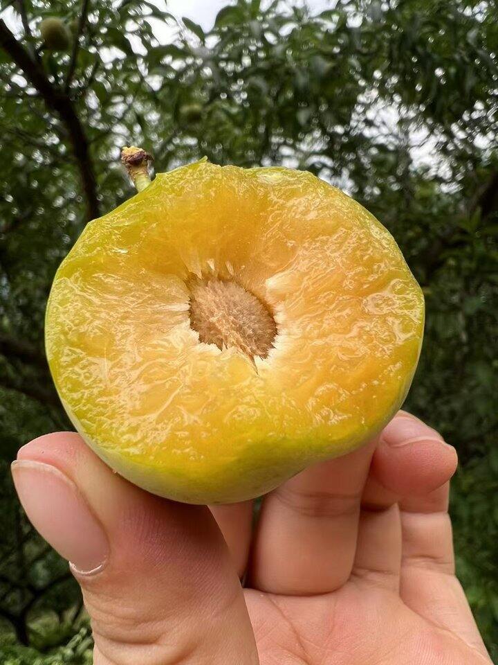 贵州镇宁蜂糖李碎碎念
