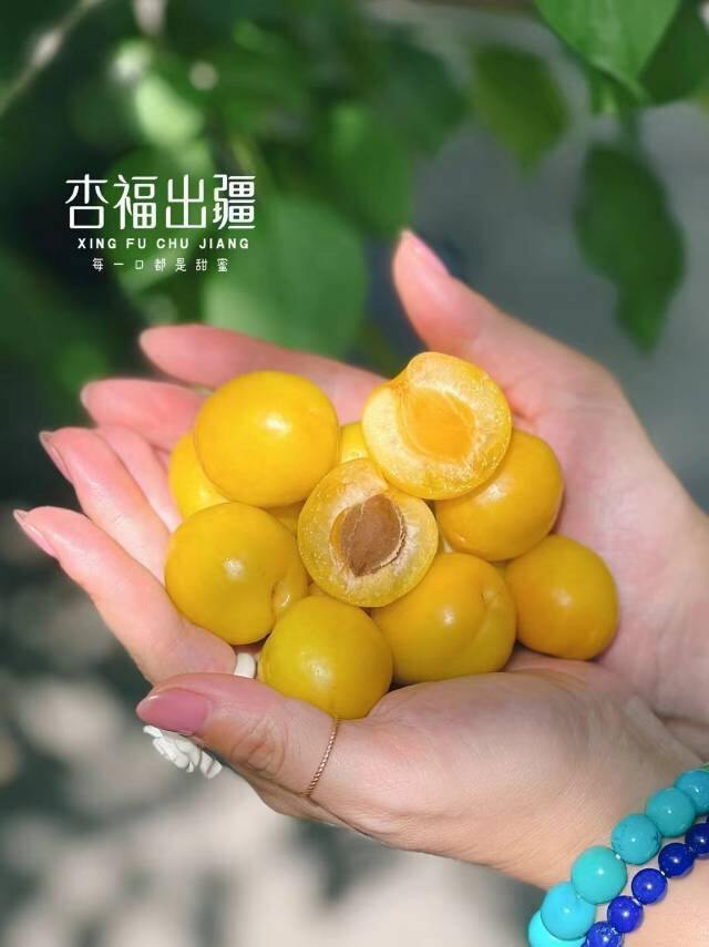 【新疆小白杏】限时抢购1天49元/箱，