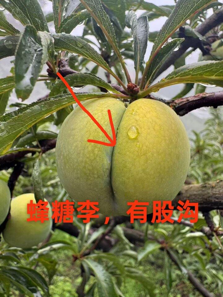 真假蜂糖李