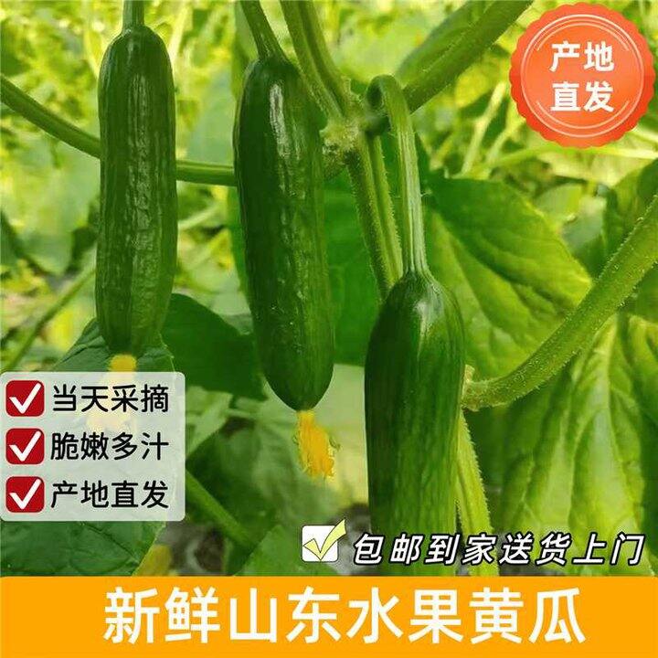 京鲜生 荷兰水果黄瓜