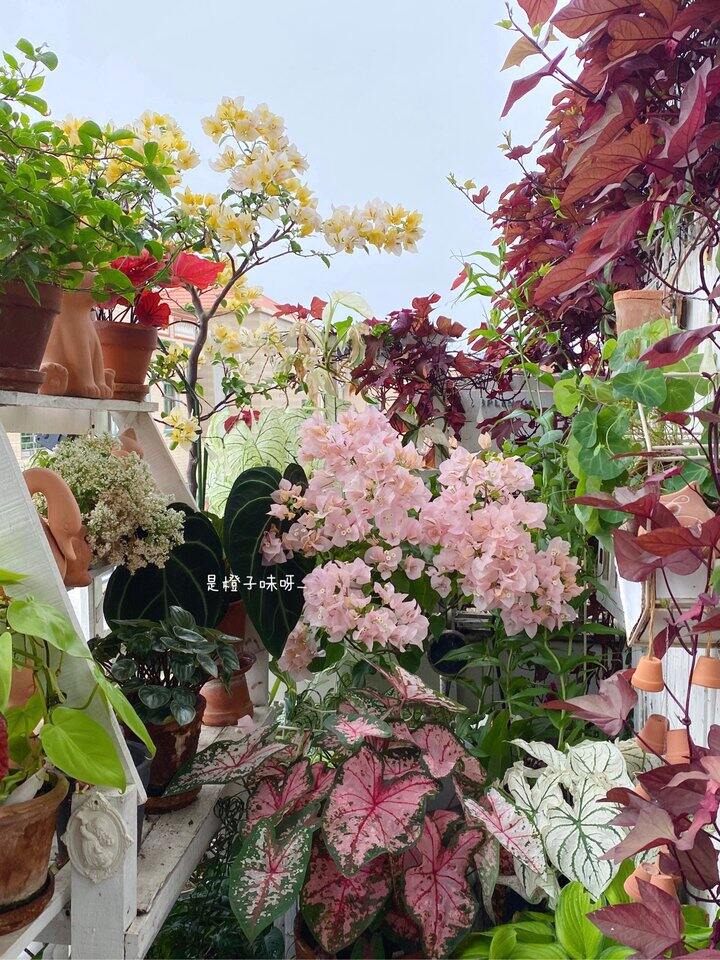 三角梅苏瓦娜和阿达的喜悦