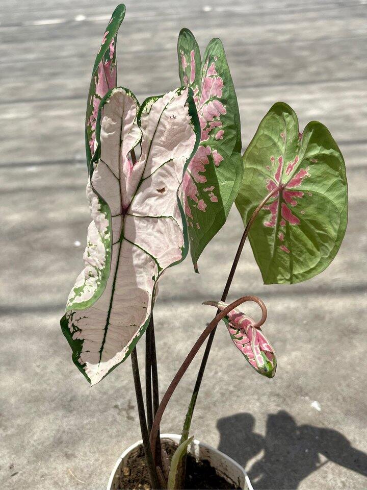 买了盆彩叶芋