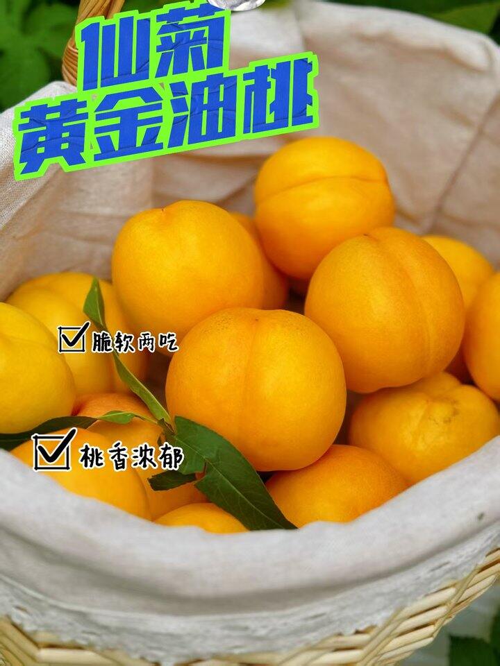 【仙菊_黄金油桃】限量试吃26.8元/箱