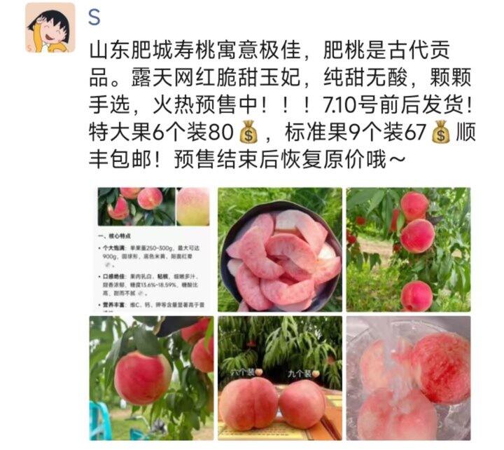 山东露天肥桃预售